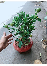 product-img-2