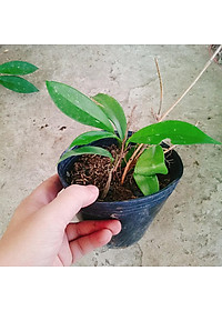 Lan Cẩm Cù - cây cảnh trong nhà + tặng phân bón cho cây mau lớn