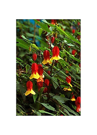 Cây Lồng Đèn - cây cảnh vườn + tặng phân bón cho cây