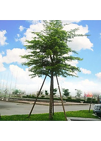 Cây Bàng Đài Loan - cây cảnh vườn + tặng phân bón cho cây