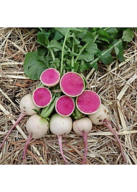 Hạt giống Củ Cải Ruột Hồng Rado 109 - 1gr - ủ tròn, độ đồng đều cao, vỏ trắng xanh, ruột hồng