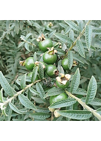 Cây Ổi Lá Kim ( ổi sẻ ) - cây ăn quả + tặng phân bón cho cây