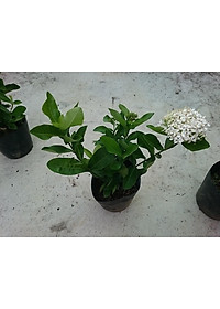 Cây Mẫu Đơn Trắng (Lá Trung) - cây bông trang trắng - cây cảnh vườn + tặng phân bón cho cây