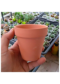 Chậu đất nung nâu chậu đất nung trắng