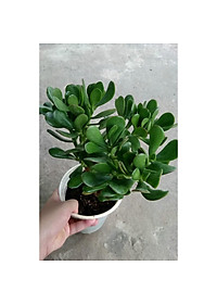 Cây Ngọc Bích (Xanh) - cây cảnh để bàn