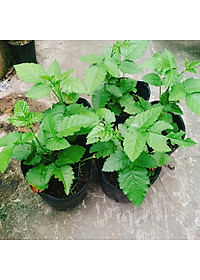 Cây phúc bồn tử ( cây mâm xôi ) - cây cảnh vườn + tặng phân bón cho cây