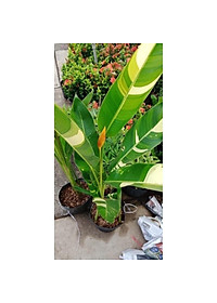 Cây Chuối Thiên Điểu - Chuối Cẩm Thạch (loại siêu bông) - cây cảnh để trong nhà + tặng phân bón cho cây