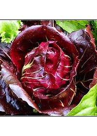 Hạt giống Xà lách búp đỏ chịu nhiệt VTP137