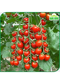 Hạt giống Cà Chua Cherry Đỏ Lai F1 Sinh Trưởng Vô Hạn, Trồng Quanh Năm (gói 0,1 gram) - Hạt Giống Rạng Đông
