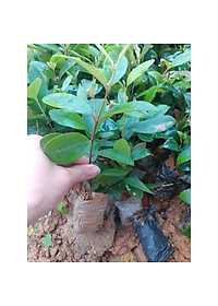 combo 10 cây sim rừng giống