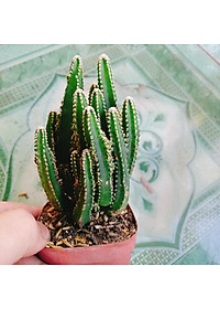 Xương Rồng Thanh Sơn - cây cảnh để bàn