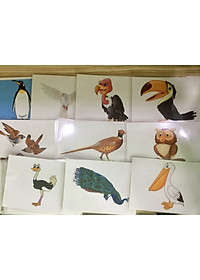 Animal Flashcard – Birds – Thẻ học tiếng Anh chủ đề động vật (các loài chim) – 20 thẻ