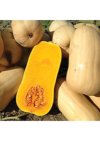 Hạt giống Bí đỏ da vàng F1 giống khỏe quả dẻo ngọt VTS169