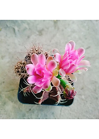 Xương Rồng Gym - cây cảnh để bàn