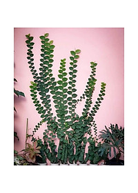 Cây tắc kè thái - cây cảnh vườn + tặng phân bón cho cây