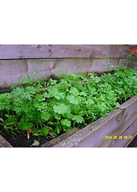 Hạt giống ngò bạc liêu Phú Nông (PN131417) - 20g