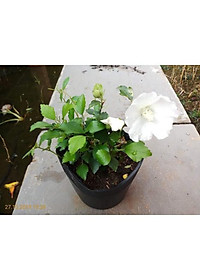 Cây Hoa Dâm Bụt Trắng - cây cảnh vườn + Tặng phân bón cho cây mau lớn