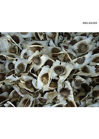 Hạt chùm ngây khô 1kg