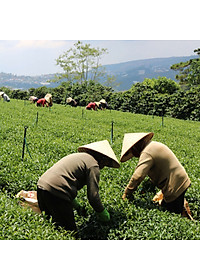 Bột Matcha Trà Xanh Dalat Farm - Túi 110Gr