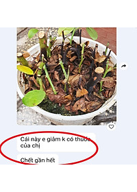 Bột Kích Ra Rễ Israel cho cây Thân Gỗ Hormoril 6, kích thích ra rễ nhanh, sử dụng giâm, chiết các loại cây thân cứng như cây hoa hồng, hoa giấy