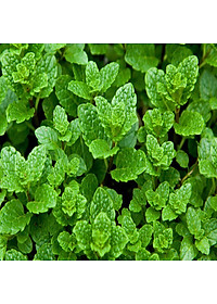 Hạt Giống Húng Lủi ( Húng Bạc Hà ) Rado 931