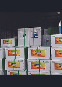 VITAMIN C TẠT - Vitamin chống sốc môi trường, giảm stress