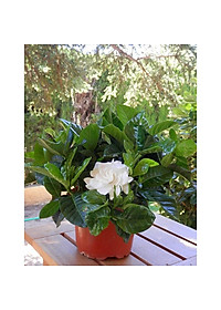 Cây Lài Tiểu Thư hoa thơm + tặng phân bón cho cây