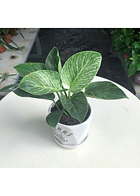 Cây Đế Vương Kim Cương - Cây cảnh để bàn + Tặng phân bón cho cây