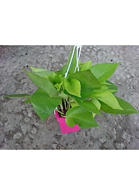 Cây Trầu Bà Tim Vàng - cây cảnh để trong nhà + tặng phân bón cho cây