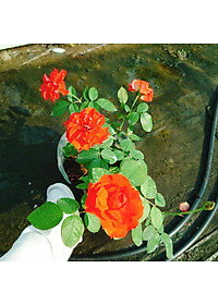 product-img-9