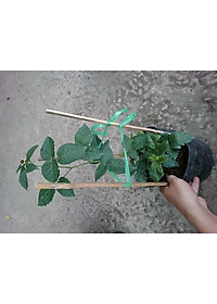 Cây phúc bồn tử ( cây mâm xôi ) - cây cảnh vườn + tặng phân bón cho cây