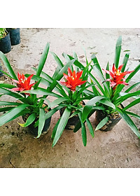 Cây phong lộc - cây cảnh để bàn + tặng phân bón cho cây