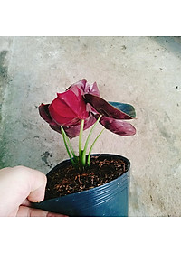 product-img-3