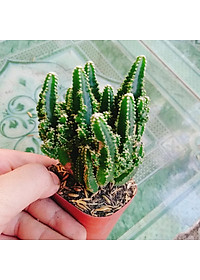 Xương Rồng Thanh Sơn - cây cảnh để bàn