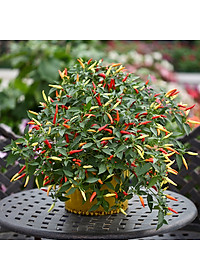 Hạt giống Ớt hiểm ba màu VTP149