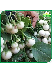 Hạt Giống Cà Pháo Trắng Cao Sản, Dễ Trồng, Siêu Trái - Hạt giống Rạng Đông