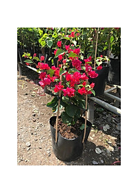 Cây bông giấy đỏ - cây cảnh vườn + Tặng phân bón cho cây