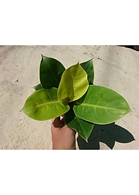 Cây trầu bà đế vương vàng - cây cảnh để bàn + tặng phân bón cho cây