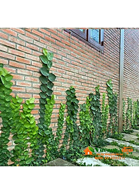 Cây tắc kè thái - cây cảnh vườn + tặng phân bón cho cây