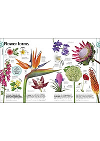 Trees, Leaves, Flowers And Seeds: A Visual Encyclopedia Of The Plant Kingdom