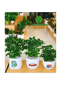 product-img-7