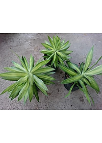 Cây trúc bách hợp - cây cảnh để trong nhà + tặng phân bón cho cây