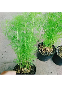 Cây Tùng Nam Mỹ - cây cảnh trong nhà