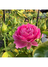 Chế phẩm sinh học    -  Chuyên cải tạo đất, thay thế phân hữu cơ, vô cơ, trị vàng lá thối rễ