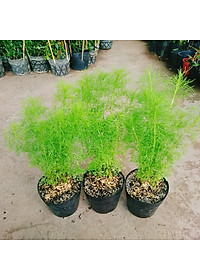 Cây Tùng Nam Mỹ - cây cảnh trong nhà