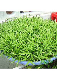 Hạt giống Mầm rau muống VTS171