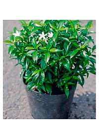 Mai Vạn Phúc - cây cảnh vườn + Tặng phân bón cho cây mau lớn