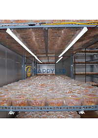 Đèn LED Trồng Cây, Đèn Quang Hợp Trồng Rau, Hoa và Cây Cảnh Trong Nhà, Đảm Bảo - Hàng chính hãng