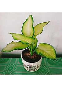 product-img-8