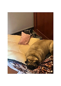 Nệm ngủ cho chó to (có khoá kéo) tặng gối nằm size 45kg